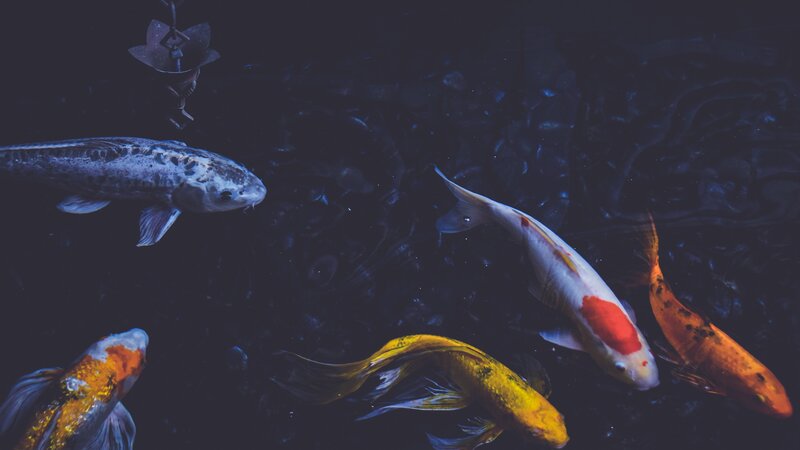 Koi Fish in Pond — Blue, Serene, Night, Photograph