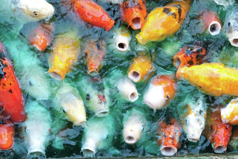 Koi Fish in Pond — Green, Active
