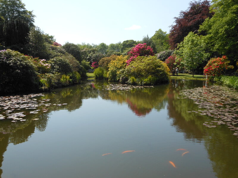 Koi Fish in Pond — Green, Serene, Afternoon, Photograph, Lily Pads