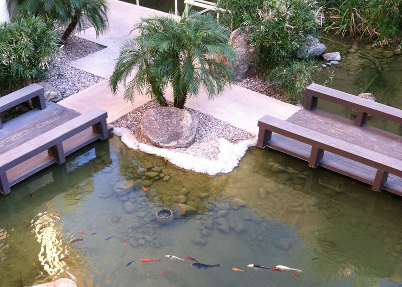 Koi Fish in Pond — Green, Serene, Afternoon, Photograph, Palm Tree