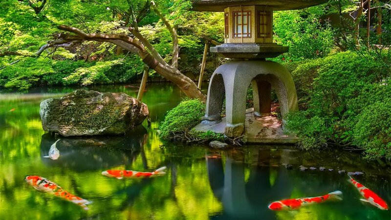Koi Fish in Pond — Green, Serene, Afternoon, Photograph, Stone Lantern, Tree Branch