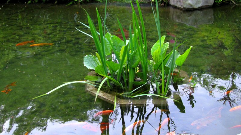 Koi Fish in Pond — Green, Serene, Afternoon, Photograph
