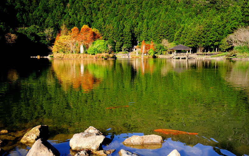Koi Fish in Pond — Green, Serene, Autumn