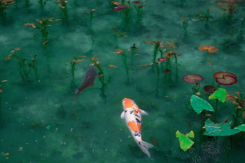Koi Fish in Pond — Green, Serene, Photograph, Lily Pads