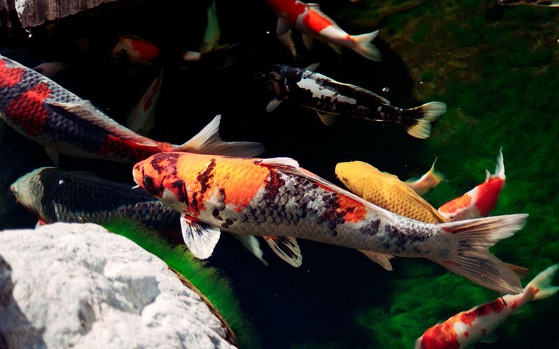 Koi Fish in Pond — Green, Serene, Photograph, Rocks
