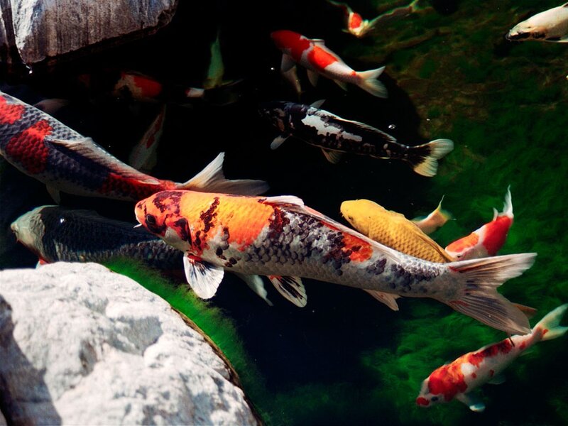 Koi Fish in Pond — Green, Serene, Photograph, Rocks, Water