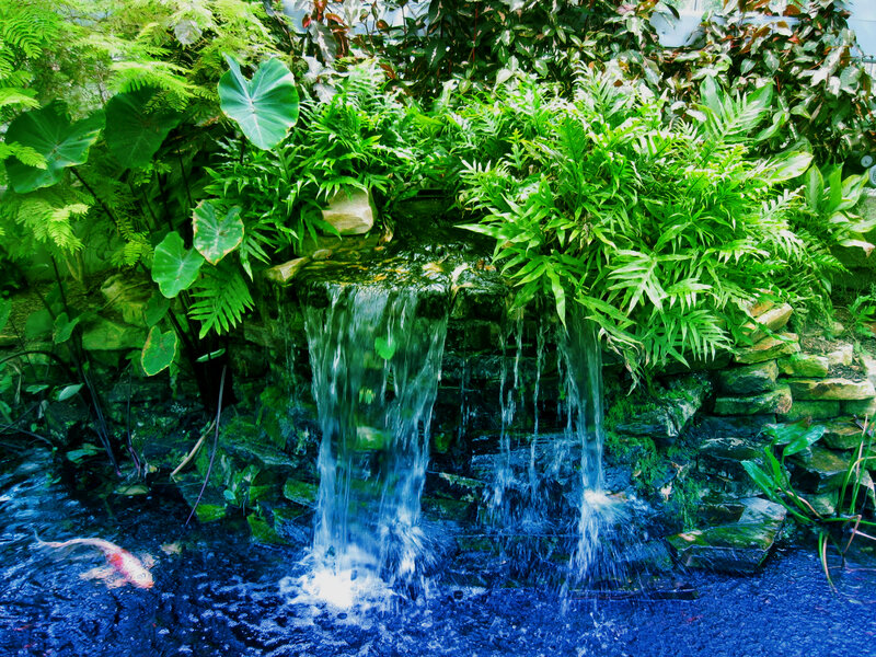 Koi Fish in Pond — Green, Serene, Photograph