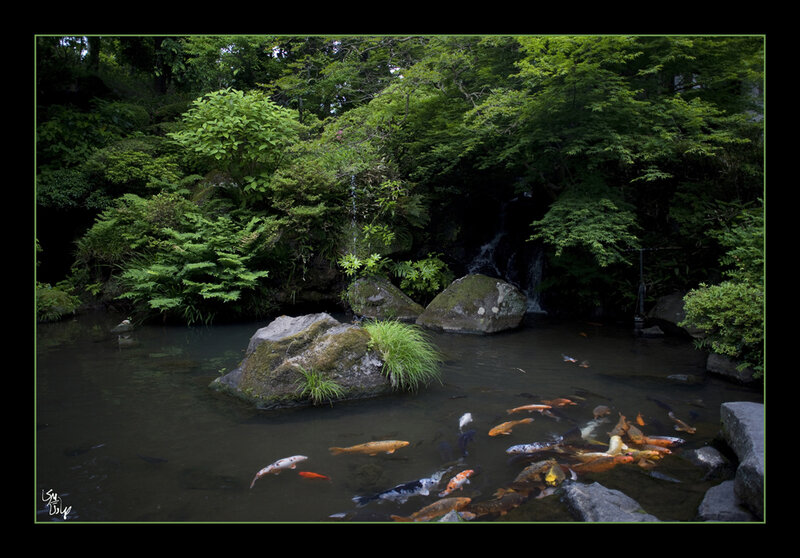 Koi Fish in Pond — Green