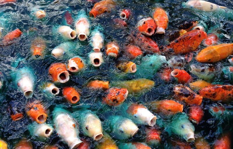 Koi Fish in Pond — Orange, Active, Photograph