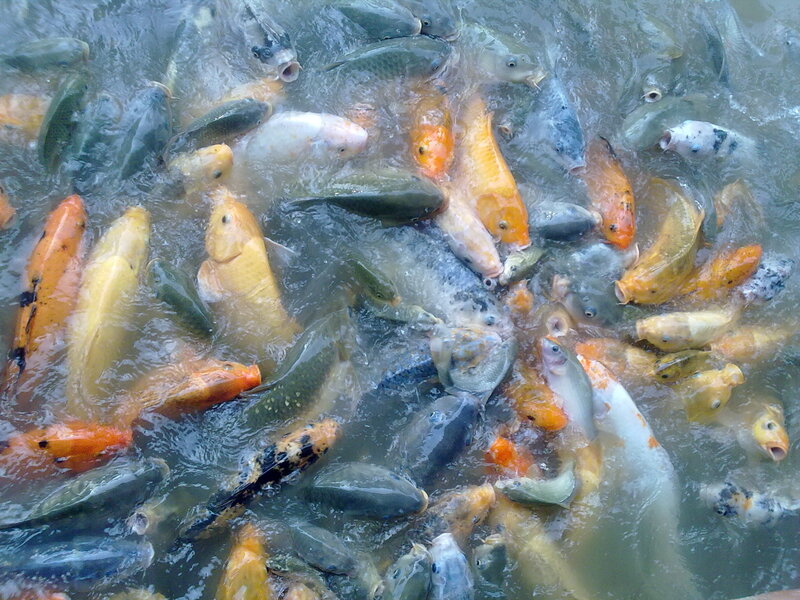 Koi Fish in Pond — Orange, Active