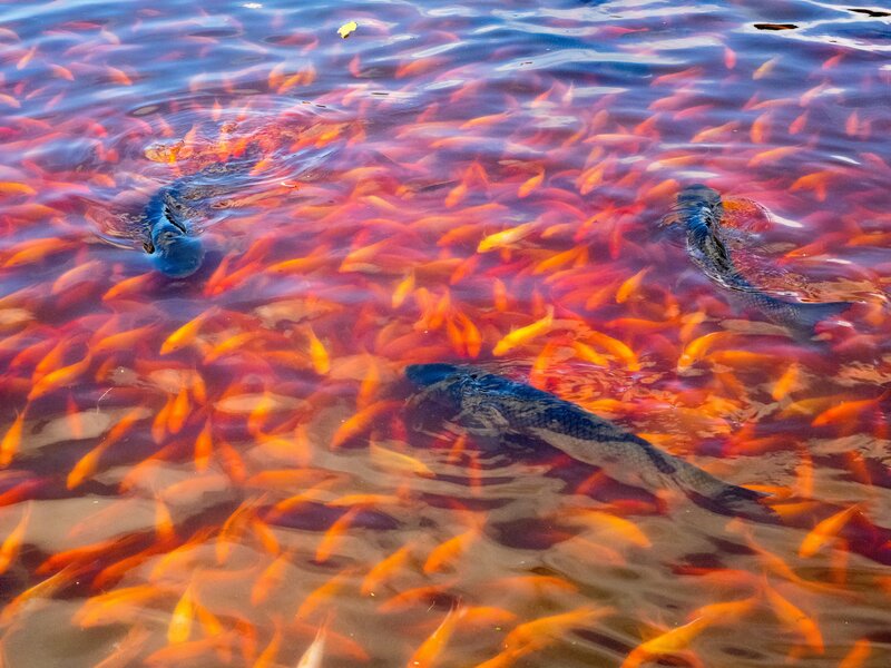 Koi Fish in Pond — Orange, Calm, Afternoon