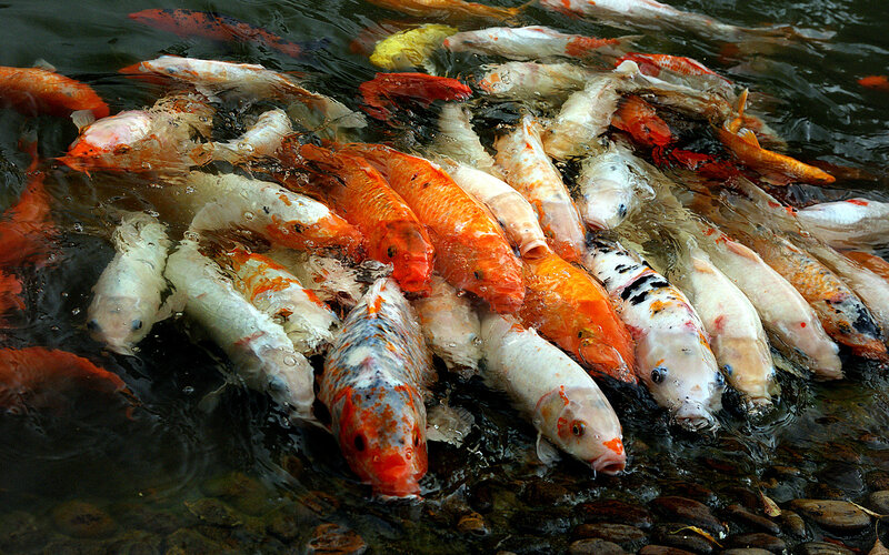 Koi Fish in Pond — Orange, Calm, Photograph