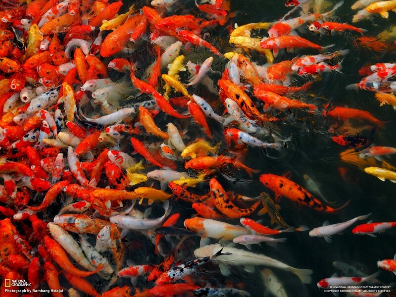 Koi Fish in Pond — Orange, Calm, Photograph, Water, White, Black
