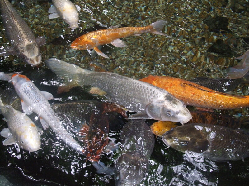 Koi Fish in Pond — Orange, Calm, Photograph, Water, White, Gray