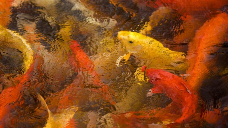 Koi Fish in Pond — Orange, Calm, Photograph, Water, Yellow