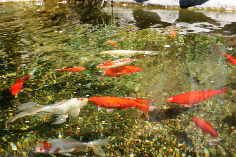 Koi Fish in Pond — Orange, Calm