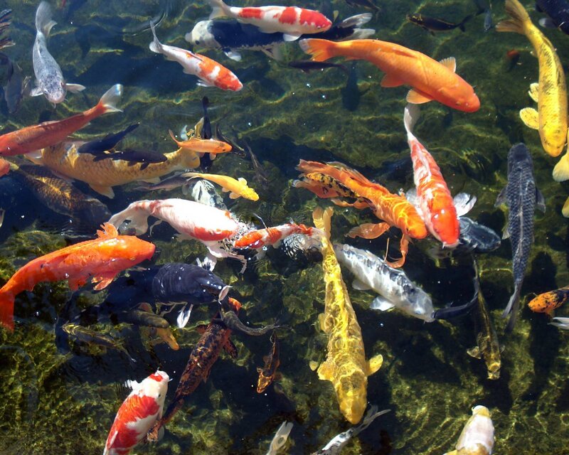 Koi Fish in Pond — Orange, Serene, Afternoon, Photograph, Water