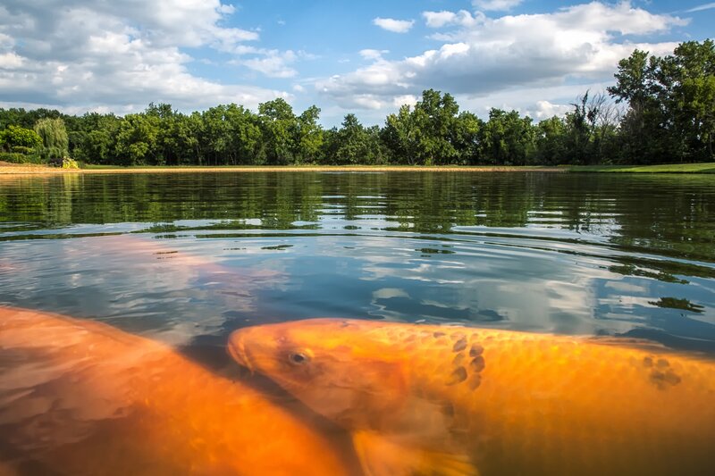 Koi Fish in Pond — Orange, Serene, Afternoon