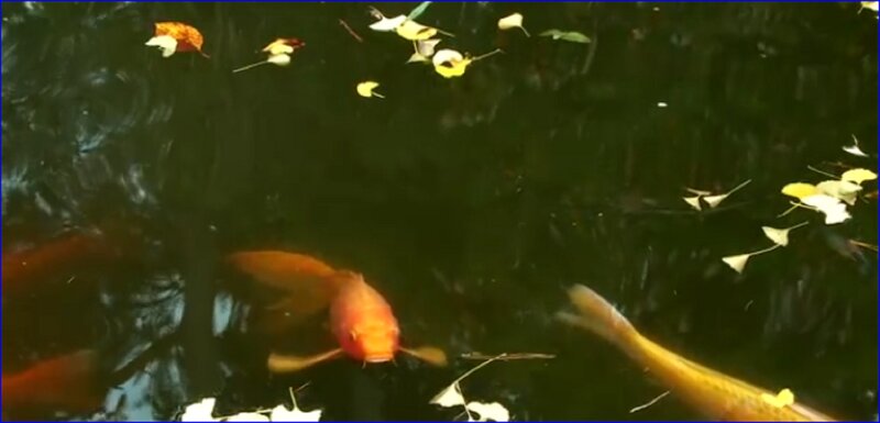 Koi Fish in Pond — Orange, Serene, Autumn