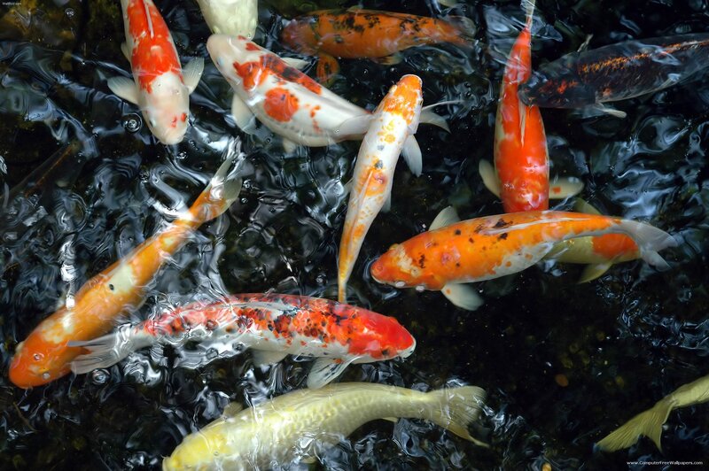 Koi Fish in Pond — Orange, Serene, Photograph