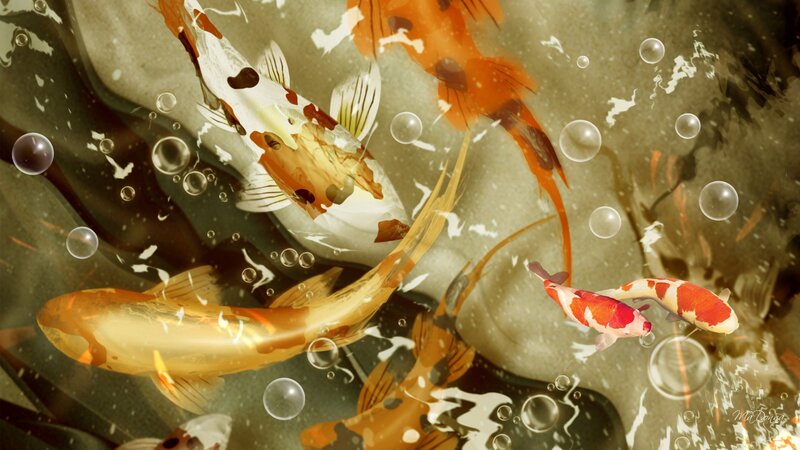 Koi Fish in Pond — Orange, Serene