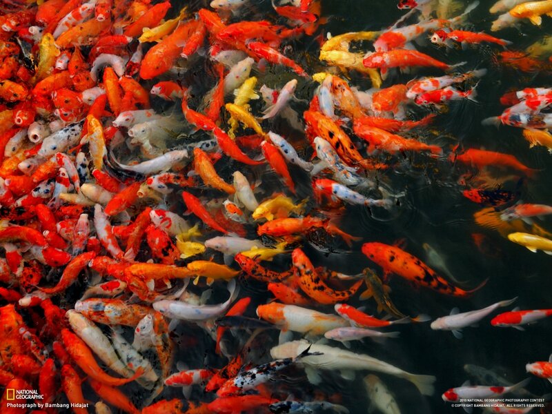 Koi Fish in Pond — Photograph