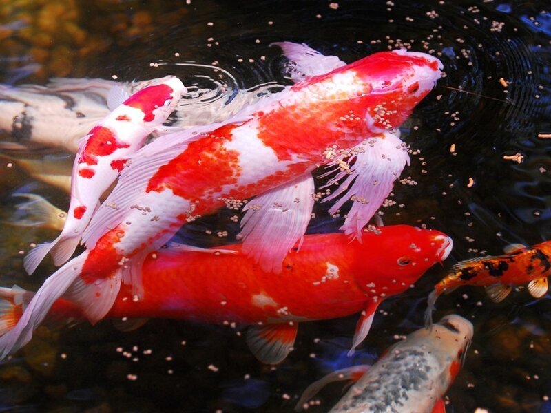 Koi Fish in Pond — Red, Calm, Photograph, Fish Food