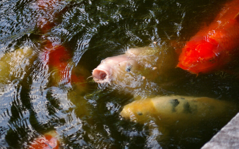 Koi Fish in Pond — Red, Calm, Photograph