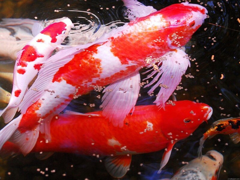 Koi Fish in Pond — Red, Calm