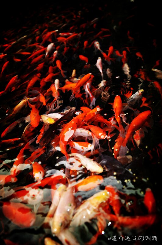 Koi Fish in Pond — Red, Dramatic