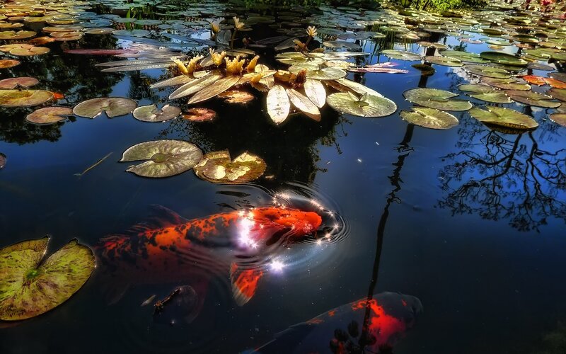 Koi Fish in Pond — Red, Serene, Afternoon