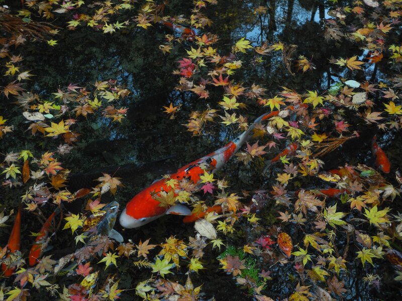 Koi Fish in Pond — Red, Serene, Autumn