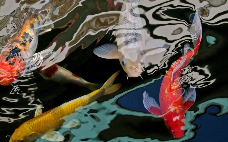 Koi Fish in Pond — Red, Serene, Photograph