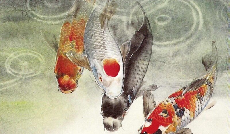Koi Fish in Pond — Red