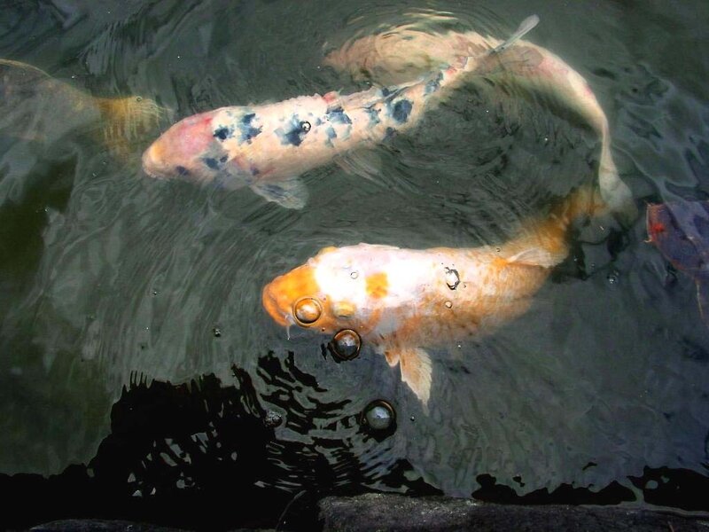 Koi Fish in Pond — White, Calm, Photograph, Bubbles