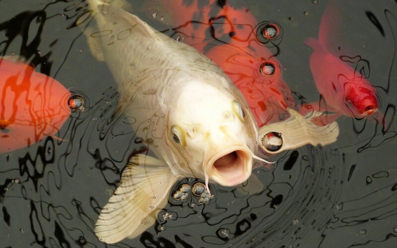 Koi Fish in Pond — White, Calm, Photograph