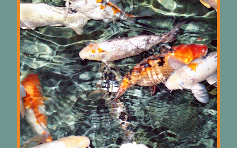 Koi Fish in Pond — White