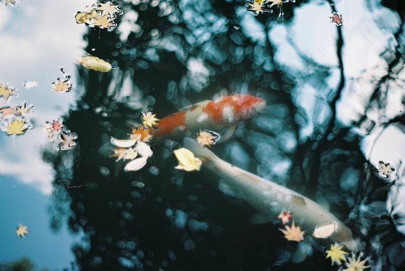 Koi fish in pond with autumn leaves