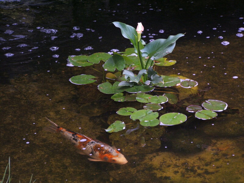 Koi fish in pond with lily pads