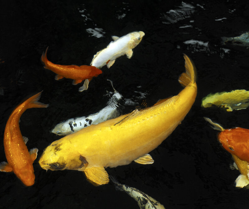 Koi Fish in Pond — Yellow