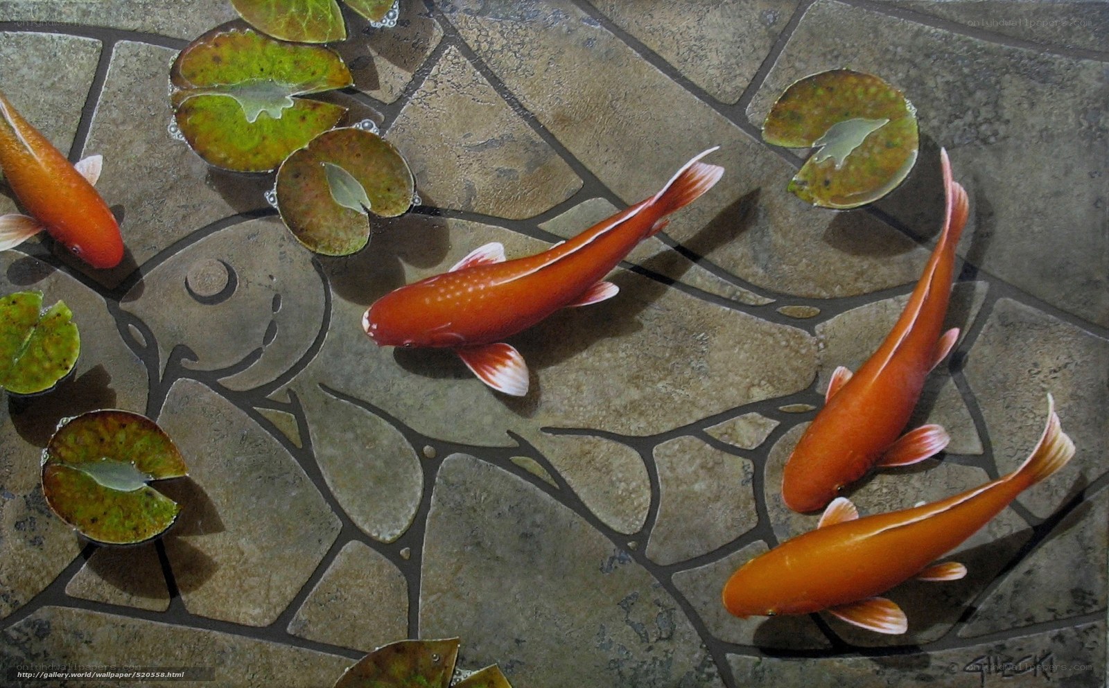 koi fish in pond