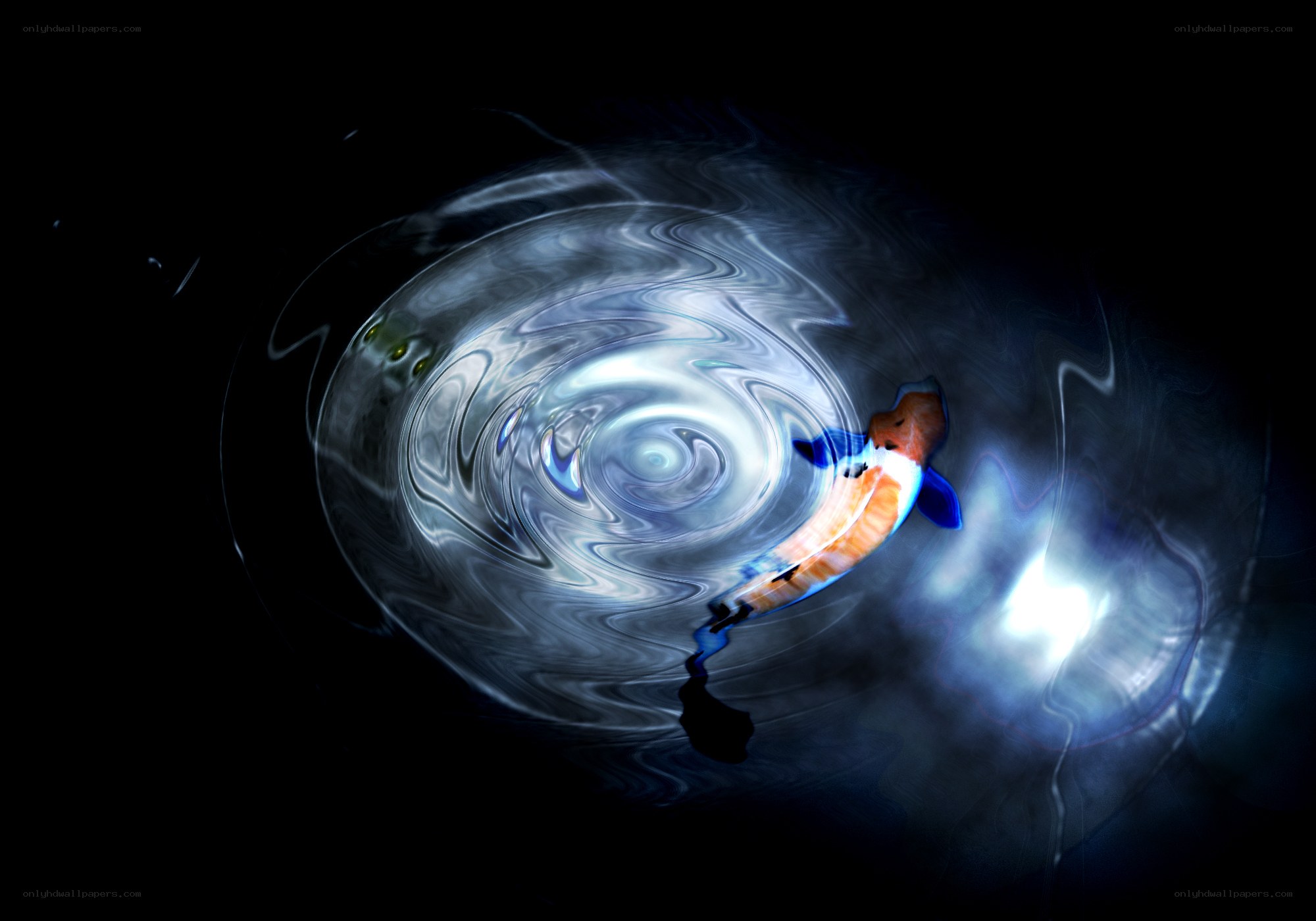 koi fish in swirling water