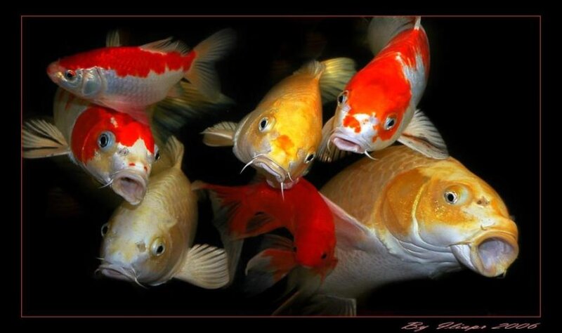 Koi Fish in Water — Red