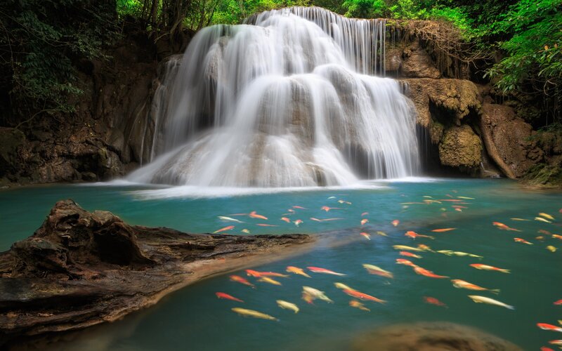 Koi Fish in Waterfall Pool — Green, Serene