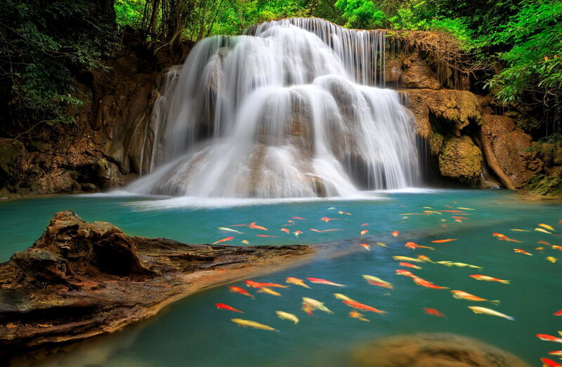 Koi Fish in Waterfall Pool — Green