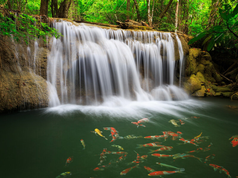 Koi Fish in Waterfall
