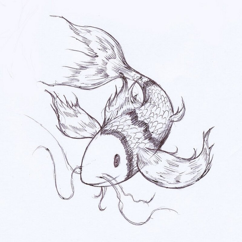 koi fish sketch drawing