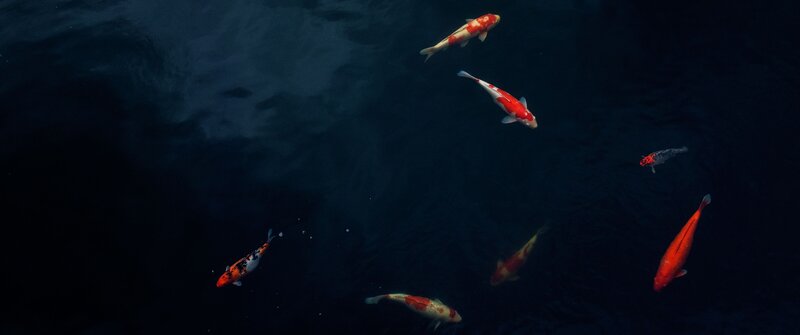 Koi Fish Swimming — Dark Blue