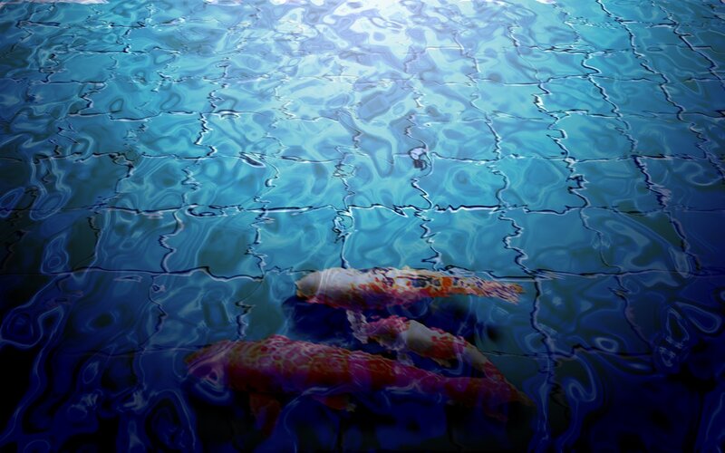 koi fish swimming in blue water