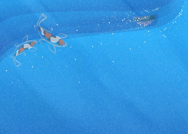 koi fish swimming in blue water